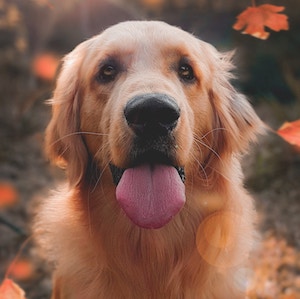 dog picture